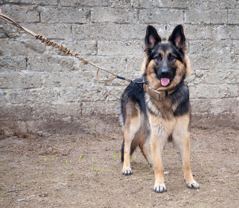 SHE-2102 K9 Bungee Leash
